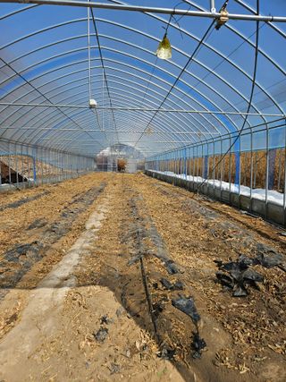 왕자농원님의 고추 · 영농일지 작성글 사진