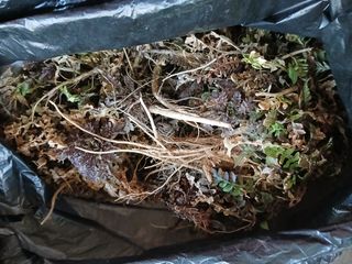 강지현님의 마늘 · 영농일지 작성글 사진