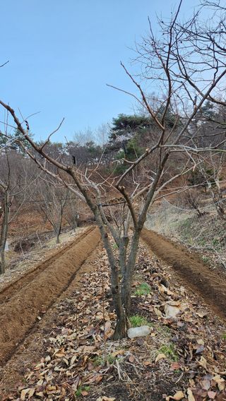 현길01021982님의 기타작물 · 영농일지 작성글 사진