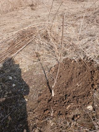 강지현님의 기타작물 · 영농일지 작성글 사진