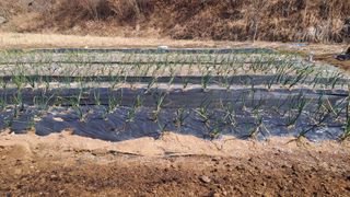 서은숙님의 기타작물 · 영농일지 작성글 사진