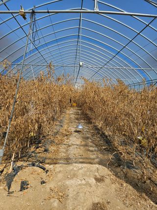 왕자농원님의 고추 · 영농일지 작성글 사진