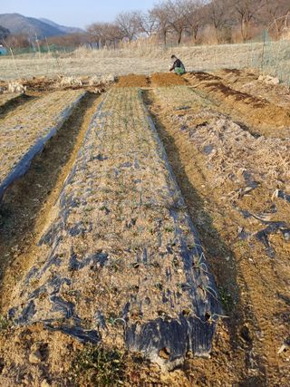 남궁봉님의 기타작물 · 영농일지 작성글 사진