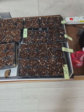 원탑님의 토마토 · 영농일지 작성글 사진