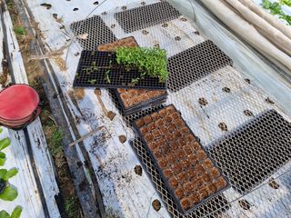 드림팜님의 고추 · 영농일지 작성글 사진