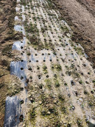 장안님의 마늘 · 영농일지 작성글 사진