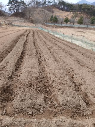 조규년 님의 감자 · 영농일지 작성글 사진