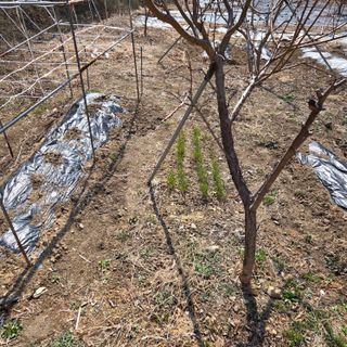 양배추21889님의 복숭아 · 영농일지 작성글 사진