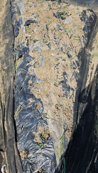 모니카님의 기타작물 · 영농일지 작성글 사진