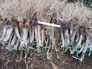 삼성농산님의 기타작물 · 영농일지 작성글 사진