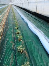 팜모닝 기타작물·영농일지 게시글 이미지