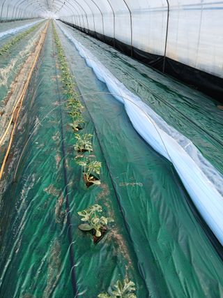 Smy1245678님의 기타작물 · 영농일지 작성글 사진