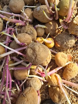 유길순님의 기타작물 · 영농일지 작성글 사진