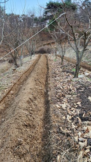 현길01021982님의 기타작물 · 영농일지 작성글 사진