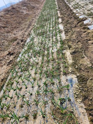 장안님의 마늘 · 영농일지 작성글 사진