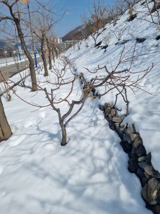 김용대님의 기타작물 · 영농일지 작성글 사진