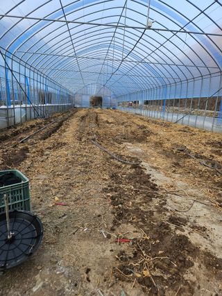 왕자농원님의 고추 · 영농일지 작성글 사진