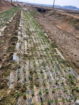 팜모닝 마늘·영농일지 게시글 이미지