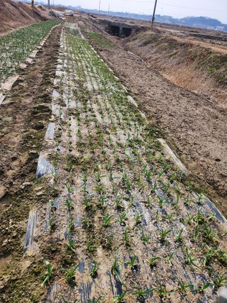 장안님의 마늘 · 영농일지 작성글 사진