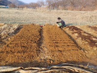 남궁봉님의 기타작물 · 영농일지 작성글 사진