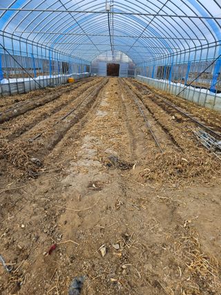 왕자농원님의 고추 · 영농일지 작성글 사진