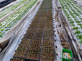 드림팜님의 고추 · 영농일지 작성글 사진