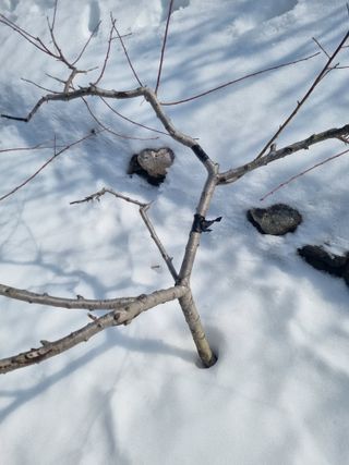 김용대님의 기타작물 · 영농일지 작성글 사진