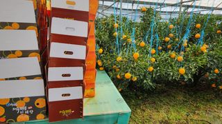 조상균님의 기타작물 · 영농일지 작성글 사진