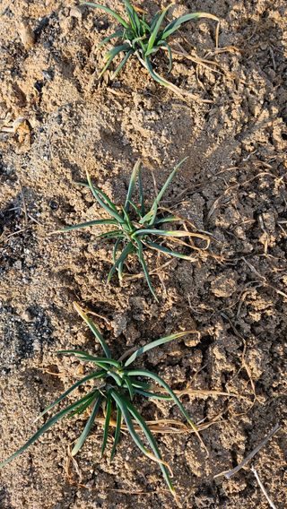 김동길님의 기타작물 · 영농일지 작성글 사진