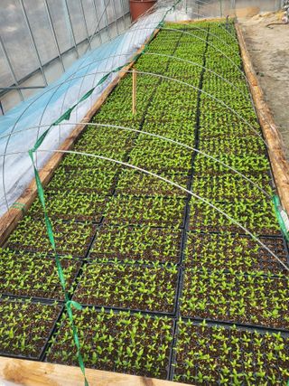 이상욱님의 고추 · 영농일지 작성글 사진