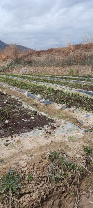 김 연님의 기타작물 · 영농일지 작성글 사진