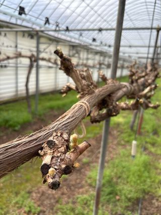 님의 기타작물 · 영농일지 작성글 사진