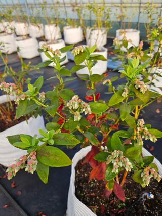 천일야객님의 블루베리 · 영농일지 작성글 사진