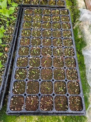 백호순(후추)님의 고추 · 영농일지 작성글 사진