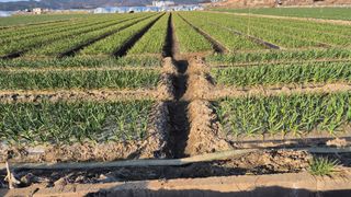 서정욱님의 마늘 · 영농일지 작성글 사진