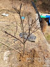 팜모닝 기타작물·영농일지 게시글 이미지