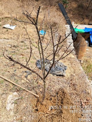 혜공 도봉현님의 기타작물 · 영농일지 작성글 사진