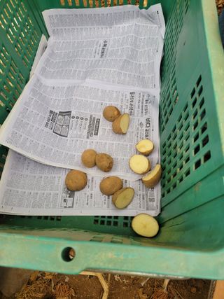 귤16464님의 감자 · 영농일지 작성글 사진