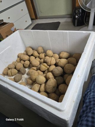 전수노김이곤님의 감자 · 영농일지 작성글 사진