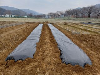 남궁봉님의 기타작물 · 영농일지 작성글 사진