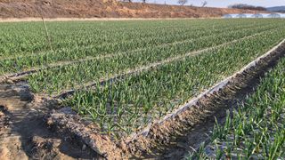 서정욱님의 마늘 · 영농일지 작성글 사진