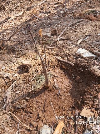 혜공 도봉현님의 기타작물 · 영농일지 작성글 사진