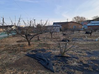 살구장수님의 매실 · 영농일지 작성글 사진