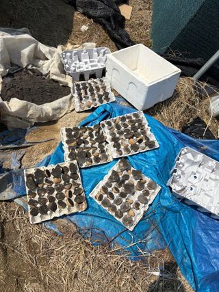 토끼풀님의 감자 · 영농일지 작성글 사진