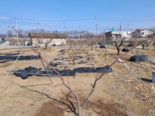 살구장수님의 매실 · 영농일지 작성글 사진