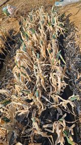 팜모닝 기타작물·영농일지 게시글 이미지