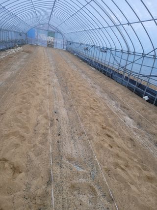 민원배님의 고추 · 영농일지 작성글 사진