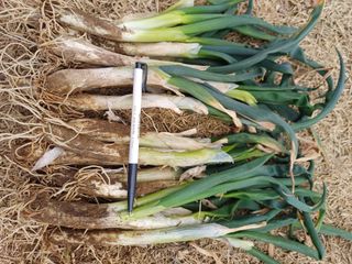 삼성농산님의 기타작물 · 자유게시판 작성글 사진