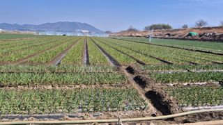 서정욱님의 마늘 · 영농일지 작성글 사진