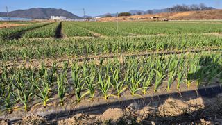 서정욱님의 마늘 · 영농일지 작성글 사진